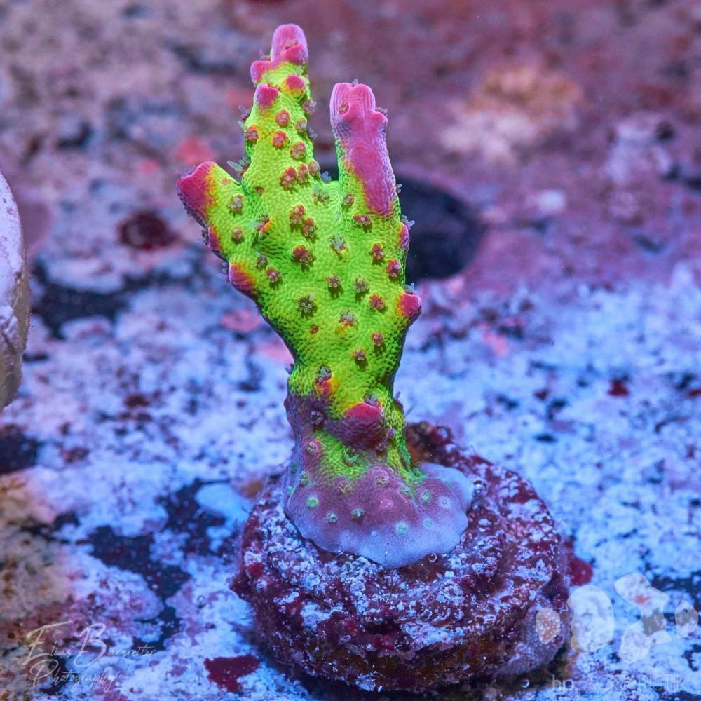 Acropora EC Red Devils